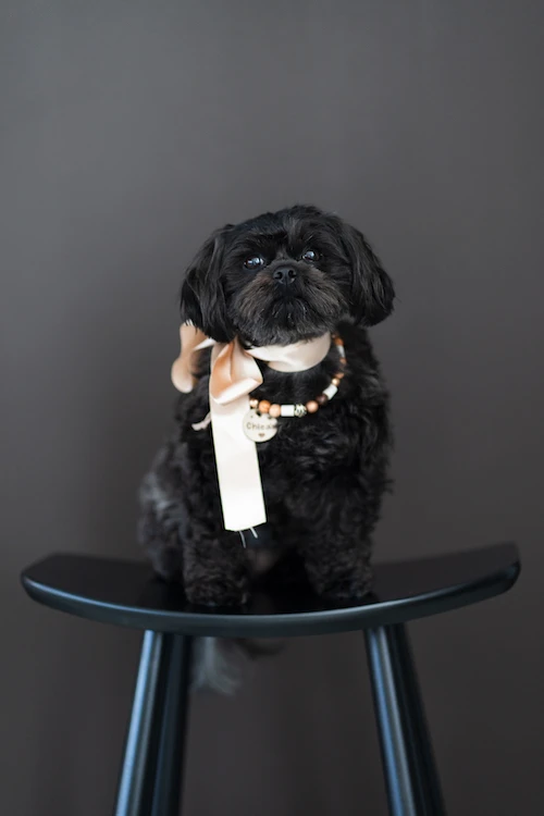 Pebbles - Trouwe Helper